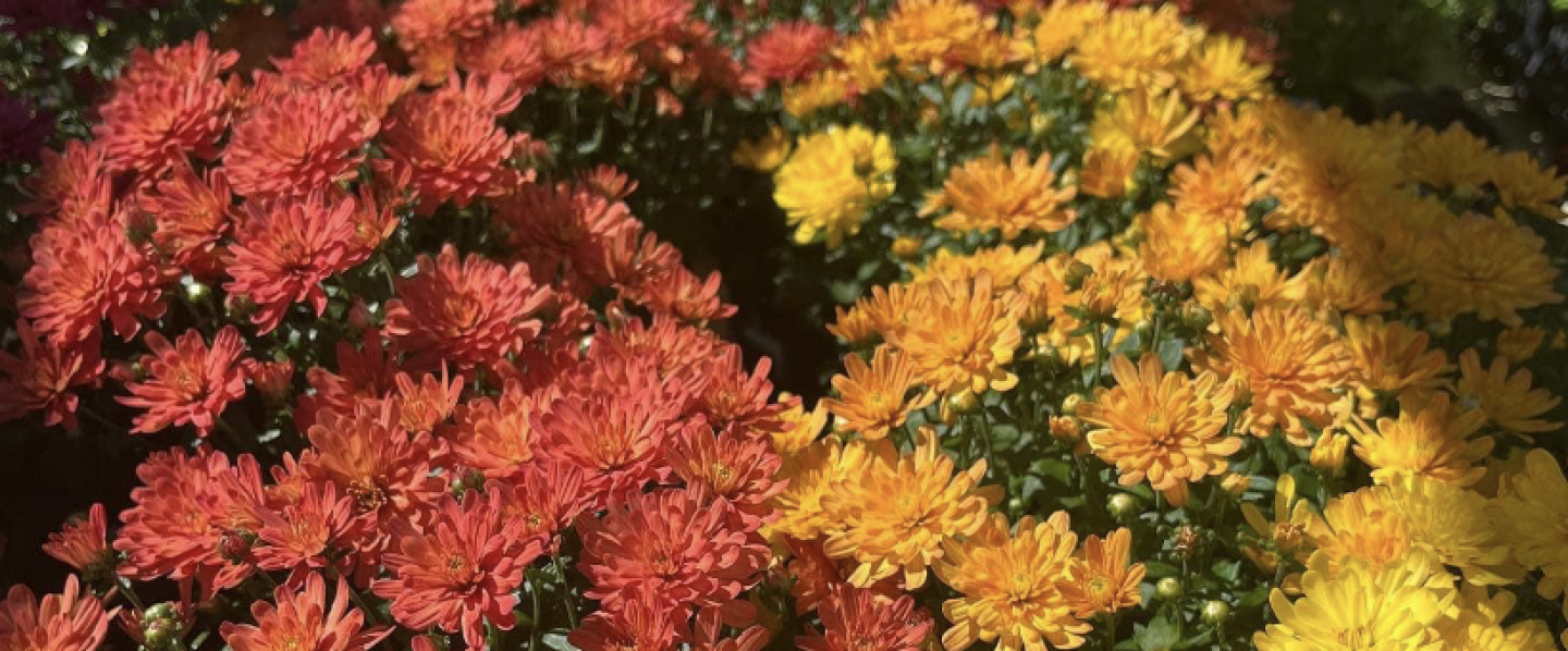 MUMS ARE HERE! STOP BY THE GARDEN CENTER TODAY!